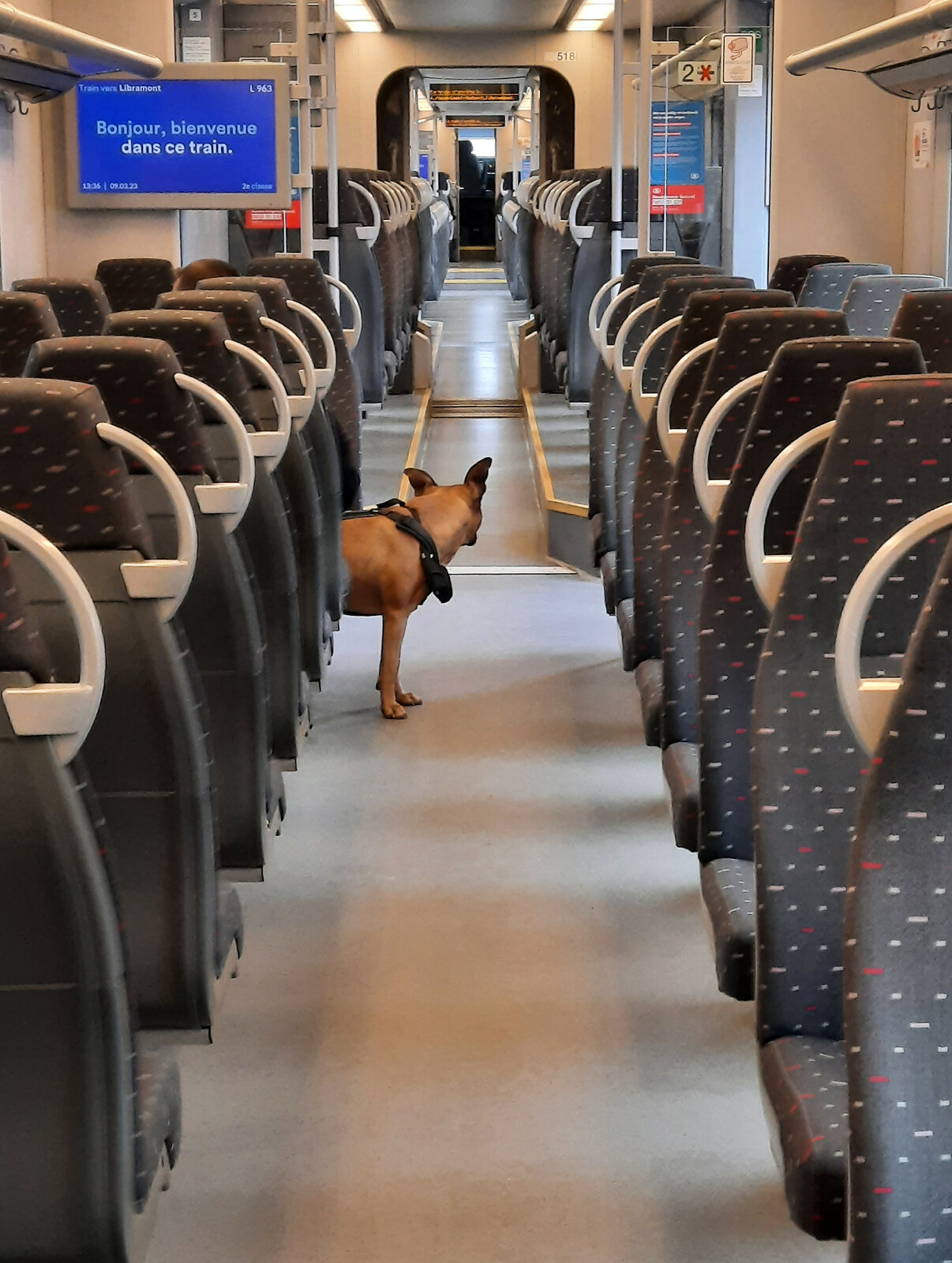 Freier Blick für den Hund in den Führerstand: Nur wenige Fahrgäste im Regionalzug von Marloie nach Libramont. 9.3.2023