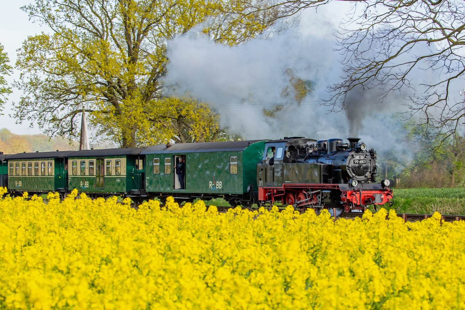 Lok 99 4801 mit dem Rasenden Roland vor Putbus am Rapsfeld. - 30.04.2024