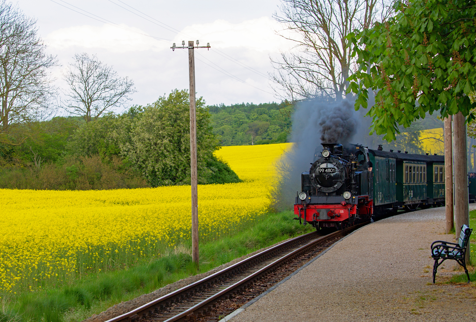 Lok 99 4801 mit dem Rasenden Roland zwischen Rapsfeld und Bahnsteig am Haltepunkt Posewald. - 05.05.2024