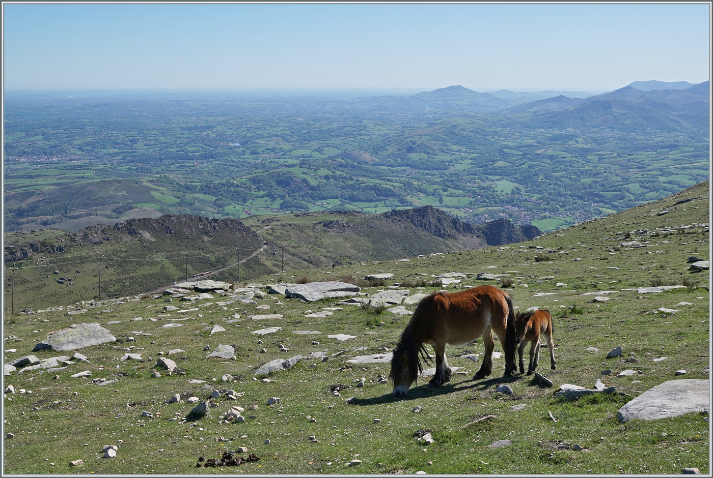 Nein, ich habe nicht das falsche Bild hochgeladen, denn wer genau hinschaut sieht die Ausweichstation der Chemin der Fer de la Rhune und dort, bzw. kurz davor insgesamt drei Chemin de Fer de la Rhune Züge. Das Bild entstand unweit des Gipfels des La Rhune, und dort sind auch etliche dieser Pferdchen heimisch.

12. April 2024