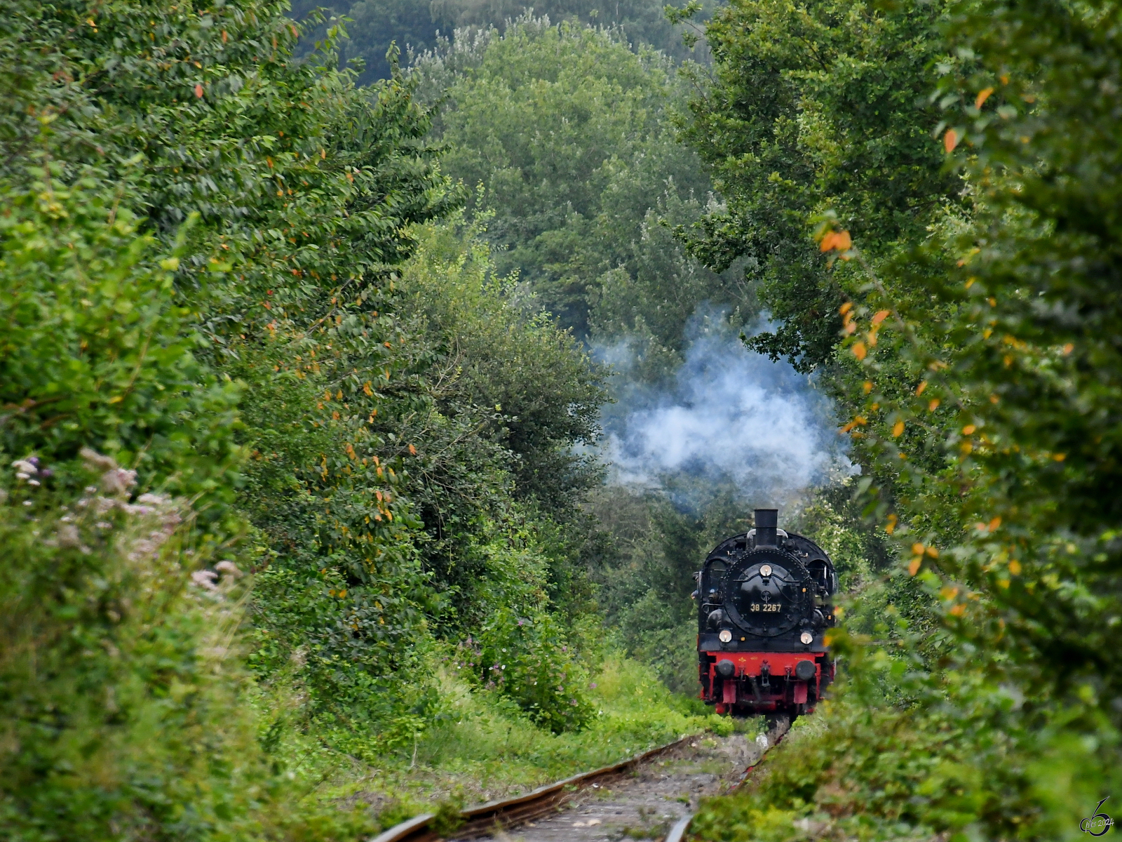 Umgeben von sommerlich grüner Flora bewegt sich die Dampflokomotive 38 2267 mit ihrem Sonderzug durch Hattingen. (August 2024)