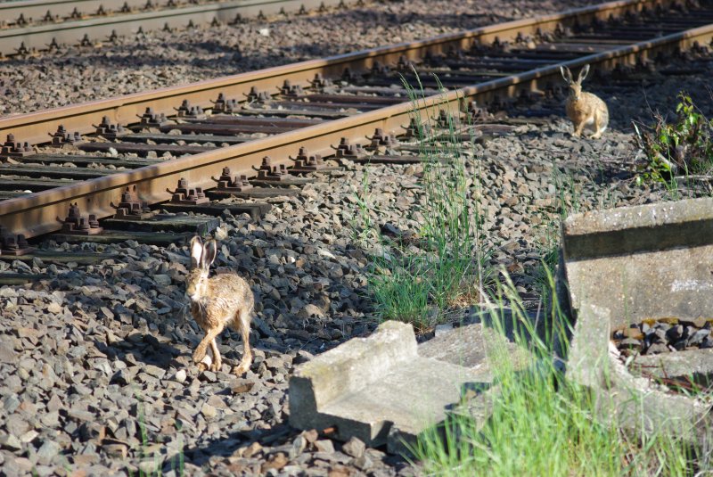 ... ach so... er will zu seinem Kollegen auf die andere Seite.