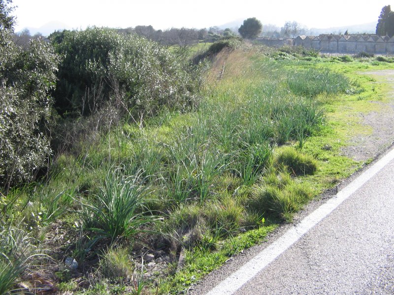 03.01.06,Mallorca/Arta,Strecke Son Servera-Arta,Blick in Richtung Son Servera.Die Strecke wurde 1921 erffnet und 1977 stillgelegt.