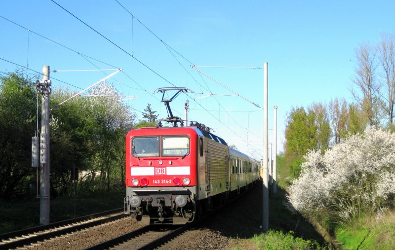 143 314-3 hat soeben mit dem  Sprinter  RE 21594 Hamburg Hbf - L�beck Hbf den Bf Reinfeld (Holst.) passiert und f�hrt nun an einem sch�nen bl�henden Fliederbusch Richtung L�beck Hbf vorbei.