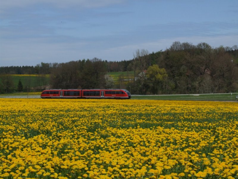 642 085  schwimmt  am 30.04.2008 in Breitenbrunn durch ein Lwenzahnmeer...