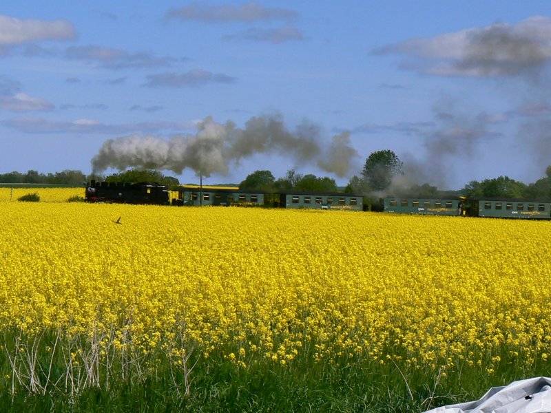 99773 in den Rapsfeldern vor Putbus am 13.05.08