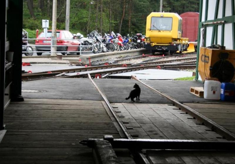 Achtung Katze im Gleis! Na nun aber schnell weg da! Eine Katze im oberen Bahnhof der Bergbahn. Keine Angst, die Katze hat es wieder sicher aus dem Gleis geschafft. 
