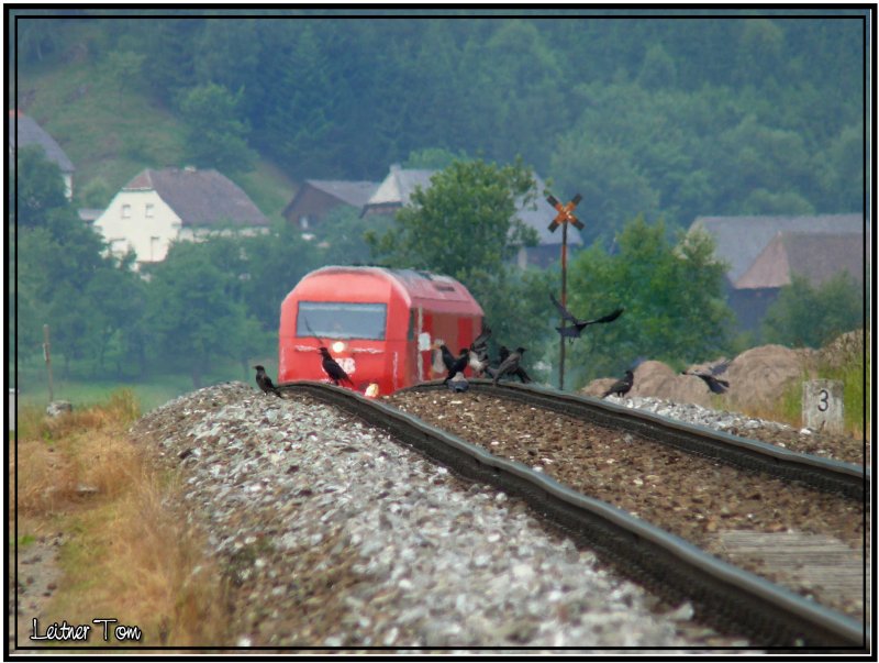 Achtung Zug !!! Diese Kr�hen leben ganz sch�n gef�hrlich. Diesellok 2016 055 f�hrt von P�ls nach Zeltweg