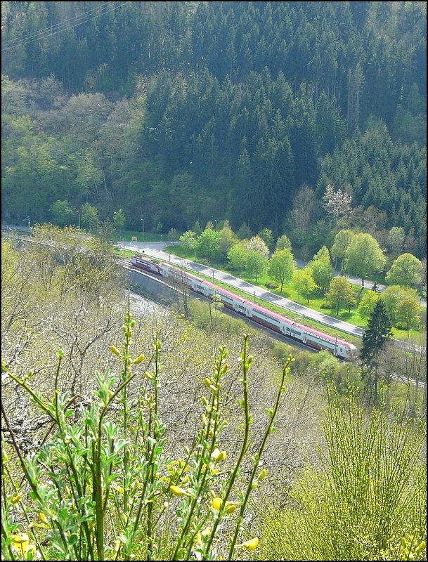 An blhenden Ginsterstruchern vorbei, nhert sich RB 3240, aus Richtung Wiltz kommend, dem Bahnhof von Kautenbach am 04.05.08. Der Ginster hat einen sehr hohen Stellenwert in der Region rund um Wiltz. Am Pfingstmontag findet jedes Jahr ein Ginsterumzug in Wiltz statt und es gibt eine  route du gent  (Ginsterstrae), welche um diese Jahreszeit natrlich besonders schn ist.