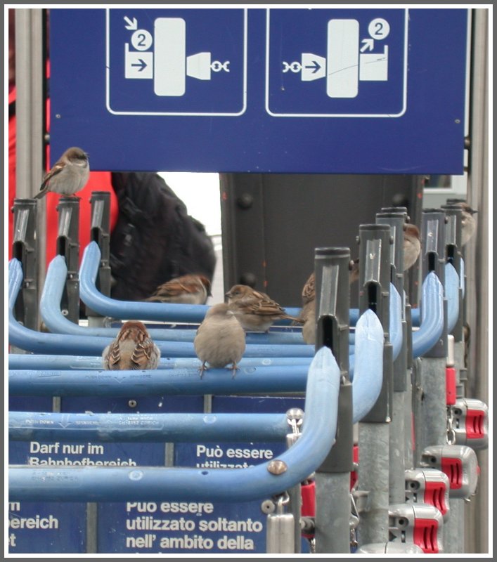 Auch die unzhligen  Spatzen  flchten vor dem heftigen Schneetreiben in die Halle. Ihr belibtester Aufenthaltsort sind die Handgriffe der Gepckwagen. Zrich HB am 19.03.2007.