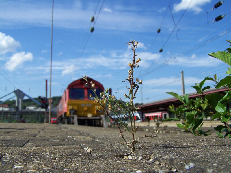 Aus dieser Perspektive wirkt dieser Unkrautstngel mchtiger als dies, was im Hintergrund steht. Doch in wirklichkeit ist die DE672
von HGK Hfen u. Gterverkher Kln Ag um vieles mchtiger als dieser Stngel.
Aufgenommen im Juli 2007 in Ulm Hbf.