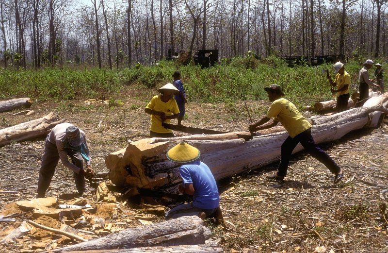 Baumf�ller  Waldbahn Cepu  20.08.95