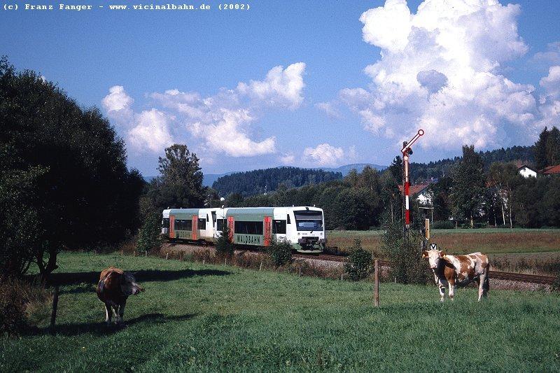 Bovine Szenerie im Bayrischen Wald:
An einem Sommernachmittag erreichen 2 RegioShuttle der Waldbahn Gotteszell und passieren soeben dessen Esig aus Richtung Plattling; die Khe im Vordergrund interesierten sich dabei mehr fr die Fotografen, als fr den Zug ...