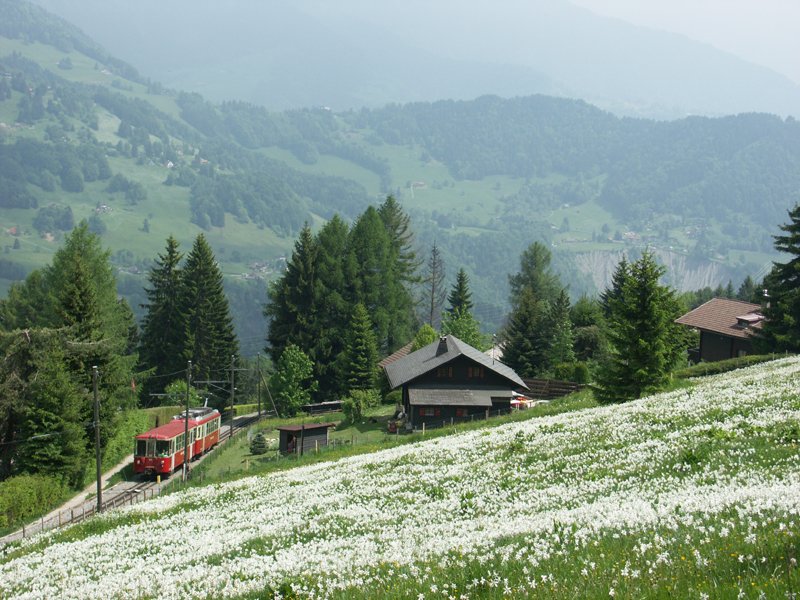 Bt 221 BDeh 2/4 73 et les champs de narcisses Lally 01.06.2005