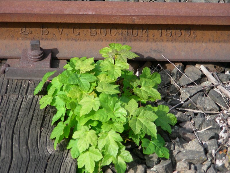 da haben wir es wieder
die Eisenbahn gibt es doch schon etwas lnger
Bahnsteiggleis in Pforzheim