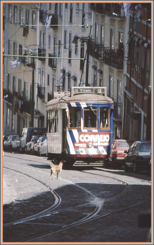 Da staunt sogar der Hund �ber die unglaubliche Steilheit der Linie 12 in Lissabons Altstadt. (Archiv 06/92)