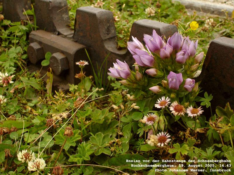 Das letzte, kurze Stck der Schneebergbahn jenseits der Ausweiche vor der Sissi-Kapelle, wo die Personenzge gemeinhin enden, wird kaum befahren, lediglich gelegentlich, um das Hochschneeberghaus zu beliefern. So wachsen hier Blumen, wie sie am Schneeberg hufig sind, ohne da man zu ihnen weit gehen mte... August 2005 kHds