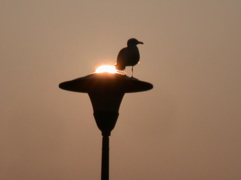 Das Meer ist nicht weit, weshalb sich die Mwen gerne die Bahnhofslampen als Beobachtungsposten ausgesucht haben.
Saint-Malo 21.04.2005 morgens um 7.00Uhr.