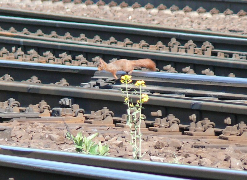 Das sollte mal ein Bahnfotograf machen, dann hagelt es aber wieder mchtig Kritik. Das Eichhrnchen strt es jedoch wenig. Gesehen am 25/04/2009 in Kln-Gremberg.