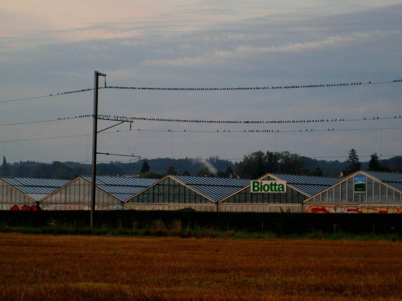 Dass Vgel Fahrleitungen mgen weiss ich ja. Aber gleich so...
Tgerwilen am frhen Morgen des 17. August 2008