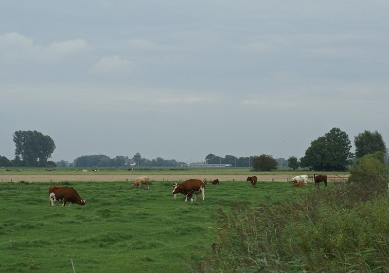 DE 2700-02 durchfhrt am 18.08.2008 mit ihrer NOB nach Westerland die saftigen Marschwiesen bei Glckstadt.