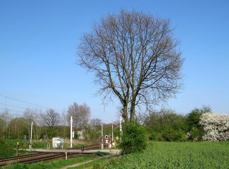 Der B� am Km 9.8 an der Kbs 140 am 16.04.09. 