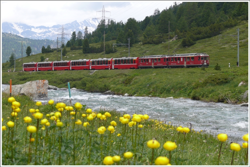 Der Frhling ist auch am Berninapass angekommen. Entlang des Berninabachs bei Bernina Suot ziehen ABe 4/4 II 42 und 43 den BerninaExpress Richtung Sden. (03.07.2009) 