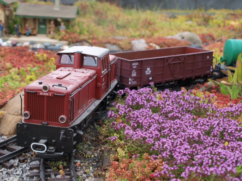 Der Gterzug fhrt an blhendem kriechenden Thymian vorbei.