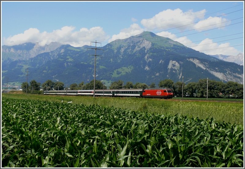 Der Mais steht gut in der Ebene bei Igis, wo eine Re 460 mit IR Richtung Chur rauscht. Die Pyramide im Hintergrund ist der Vilan.
(09.07.2008)