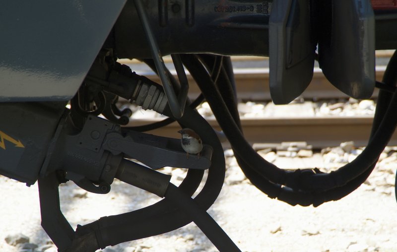 Der neubegrief das Wortes Zugvogel! Der Spatz hattes es sich schn gemtlich gemacht auf dem Schlauch.
19.05.2009