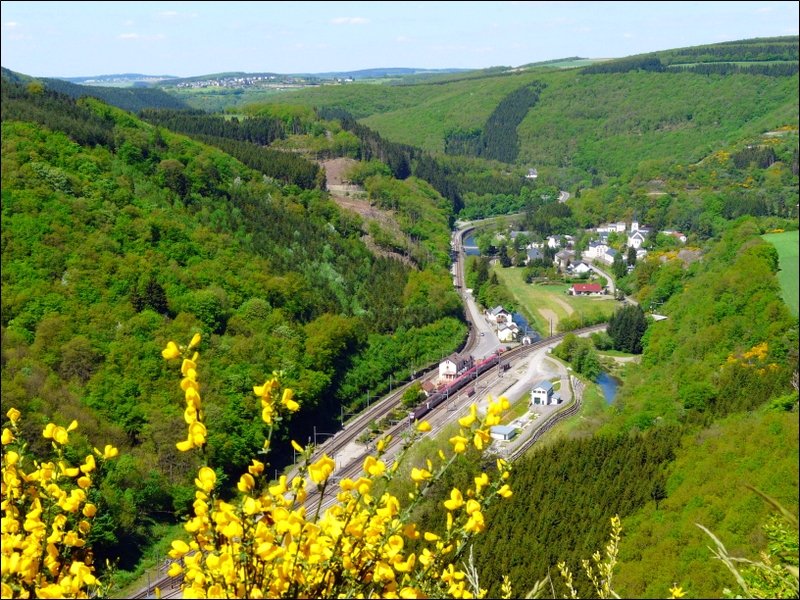 Der Pfingstmontag steht in der Wiltzer Region ganz im Zeichen des Ginsters. Bei herrlichem Wetter bot sich eine gute Gelegenheit, mal wieder Bilder vom Aussichtspunkt  Hockslay  (390 m) in der Nhe von Kautenbach zu machen. Rechts im Bild sieht man das Dorf Kautenbach, links die Ortschaft Merkholtz, whrend IR 3737 aus Troisvierges im Bahnhof von Kautenbach einfhrt. 12.05.08