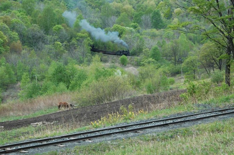 Der Zug befhrt am Pass die untere Haarnadelkurve um dann Minuten spter das vordere Gleis zu befahren. Das Pferd war leider gerade am pausieren. Vor dem Zug und danach Pflgten 2 Bauern mit den 2 Pferden ihr Feld. (Mai 2008!)