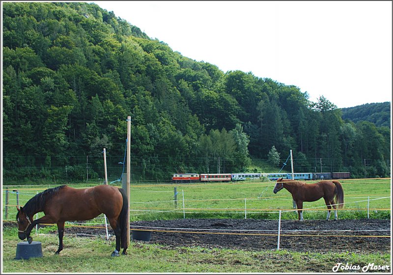 Die 1099 xxx (Nummer wei ich leider nicht) brachte am 5.August 2009 ein Regionalzug von Laubenbachmhle nach St.Plten Hbf. Die Aufnahme entstand beim Kbel-kaputt-machenden Pferd kurz vor Schwerbach.