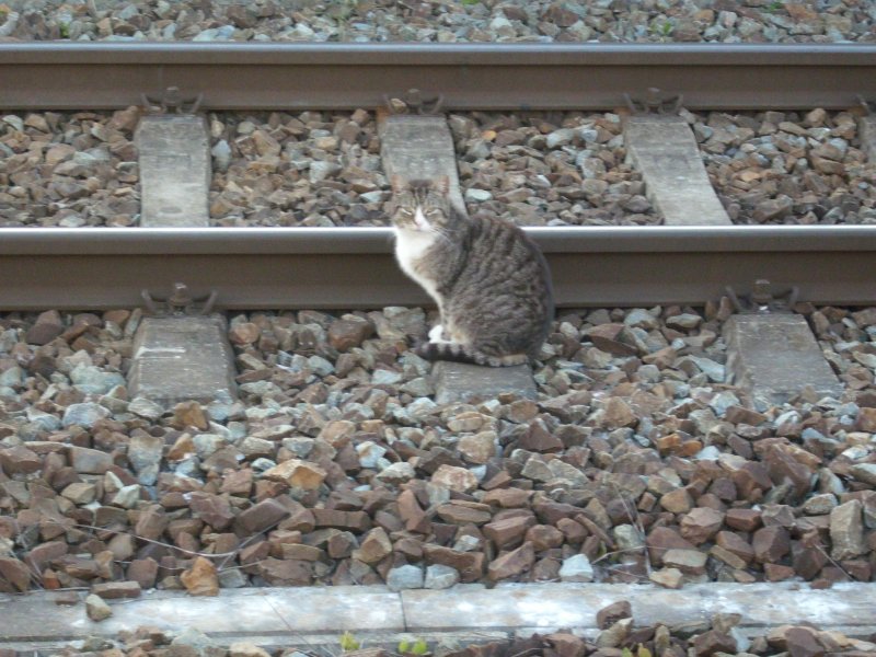 Die Bahnhofskatze von Bergen/Rgen kennt den Fahrplan scheinbar sehr gut,so da Sie sich ins Hauptgleis in aller Ruhe setzte.Kleine Anmerkung bis zum nchsten Zug war die Katze wieder verschwunden.
