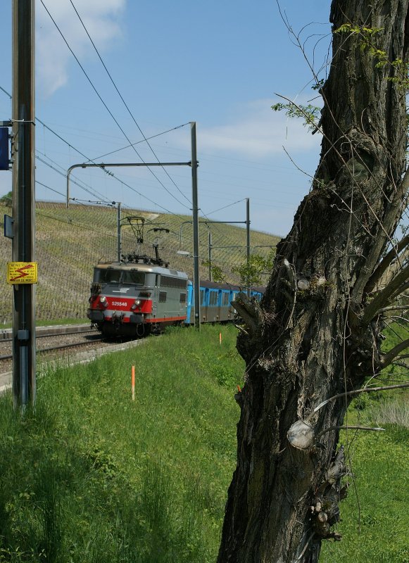 Die  Baumvariante  des R 96738 Genve - Bellegarde.
Russin, 1. Mai 2009 