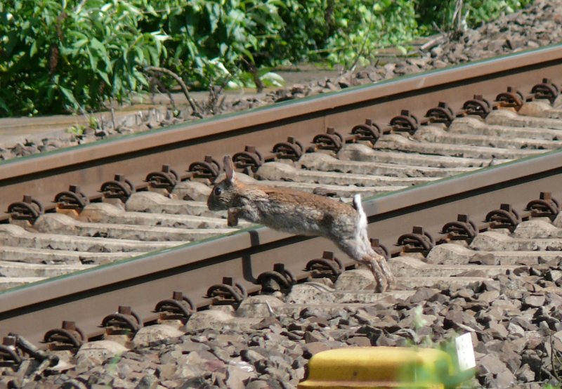 Die erste Stunde in Kln-West war ziemlich mau. Statt Eurosprinter hatte ich Zeit, mich auf diesen Hrdensprinter zu konzentrieren. Die rettende Bschung hat er brigens sicher und in rekordverdchtiger Zeit erreicht. Aufgenommen am 16/05/2009.