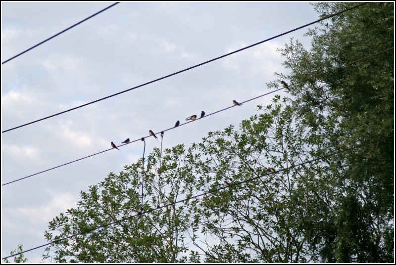 Die Oberleitungskontrollre im Einsatz. Aufgenommen beim Einsatz am 29.06.07 um 06.53 Uhr bei Rosenheim.