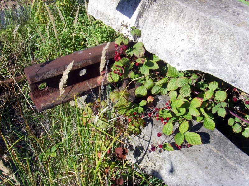 Die sesten Frchte wachsen nicht nur auf den hchsten Bumen, sondern manchmal eben auch zwischen Bahnschwellen.