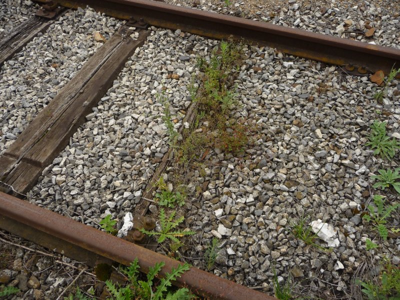 Diese Holzschwelle des Abstellgleises in Wien Sssenbrunn hat schon ein richtiges kosystem gebildet. (29.06.09)