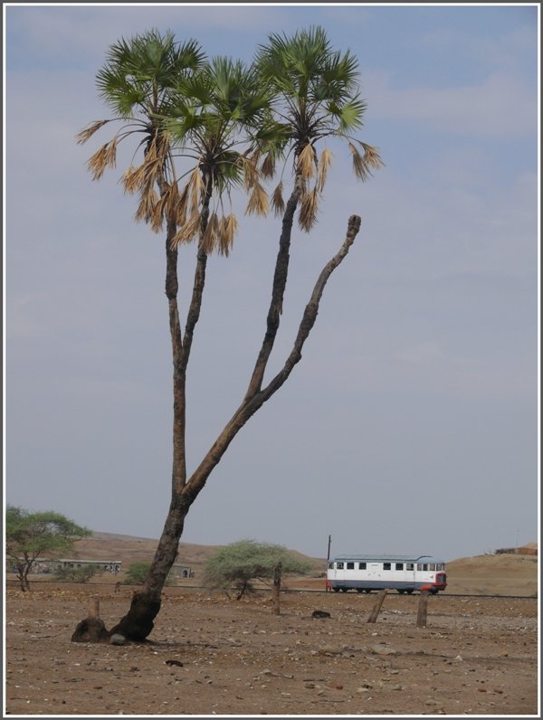 Diese Palmenart wchst hier buchstblich in den Himmel und lsst den Littorina Nr.2 ganz klein erscheinen.(30.10.2008)