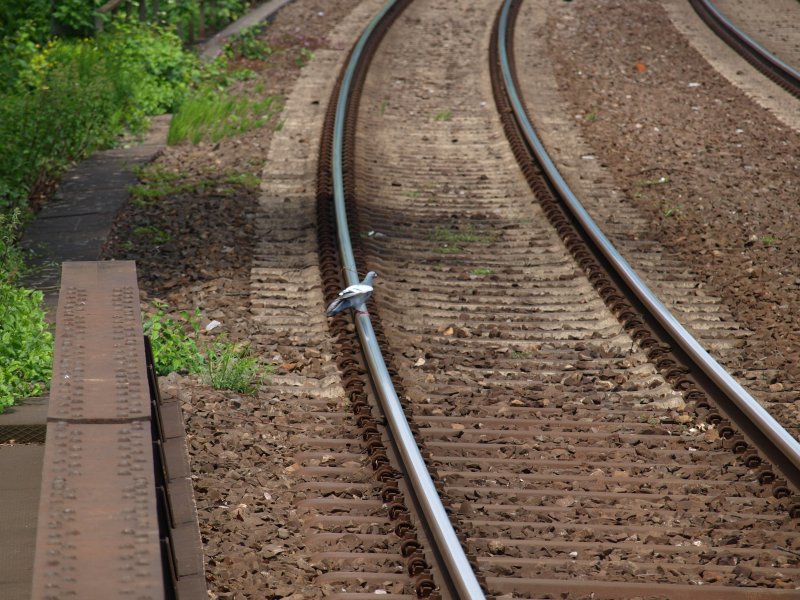 Diese Taube wollte sich eigendlich kurz ausruhen, wurde jedoch durch den herankommenden RB 20 aufgeschreckt.