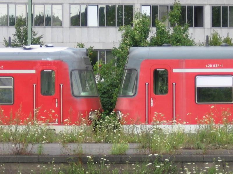 Dieses ,,Ksschen Bild zweier 420er Triebzge entstand im Essener Hauptbahnhof.
Jede dieser Zge bringt es auf 2400 KW. Maximal 120 km/h schaffen diese Triebzge.