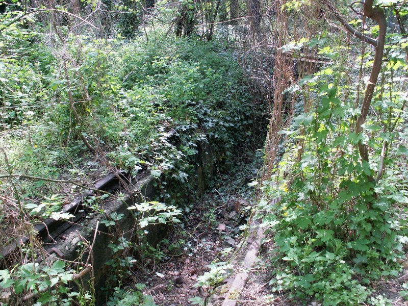 DTMB  �ko Schneise  Blick in die Grube im Lokschuppen 1.So eroberte sich die Natur seit Kriegsende wieder ihr Terretorium im ehem.BW Ahb.zur�ck.30.04.08