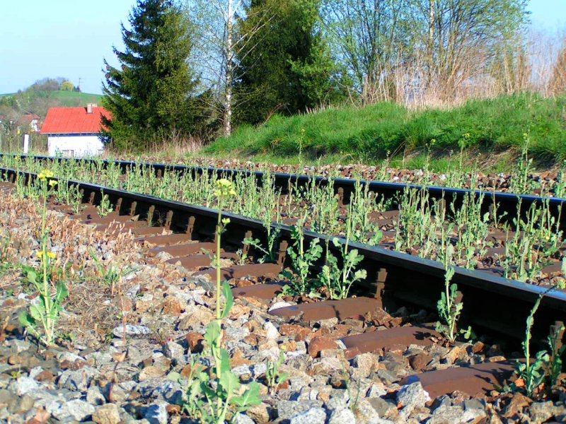 Ein  blhendes  Gleis, Einfahrt Bhf. RIED i.I. KBS151  (070412)