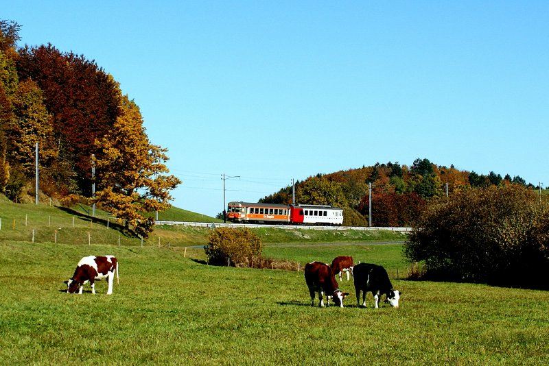 Endlich, endlich bequemten sich auch mal ein paar Rindviecher auf eines meiner Bahnbilder...
TPF Regionalzug bei Chtel St-Denis am 27. Oktober 2009