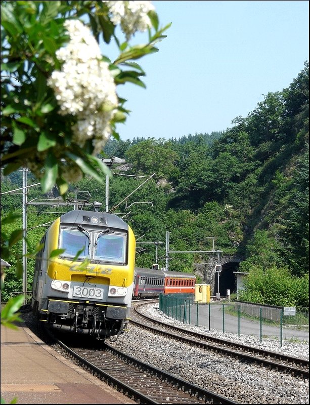 Es muss nicht immer Ginster sein! Auch mit diesen weien Blten im Bahnhof von Kautenbach sieht E-Lok 3003 mit ihren belgischen Wagen gut aus. 08.06.08