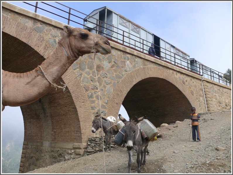 Esel, Maultiere und Kamele besorgen den Warentransport auf den steilen Bergpfaden rund um Arbaroba. (01.11.2008)