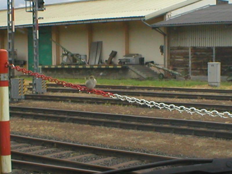 frhlich zwitschert der kleine Sperling seine Tne am Bahnhof Hartberg (2005-06-07)