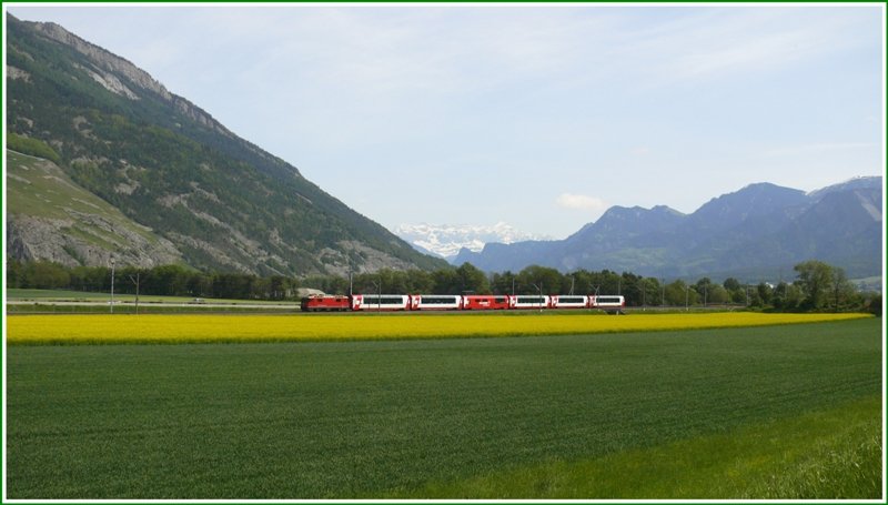 Ge 4/4 II 617  Ilanz  zieht den GlacierExpress 903 nach Zermatt bei Felsberg durch die blhenden Rapsfelder. (10.05.2009)