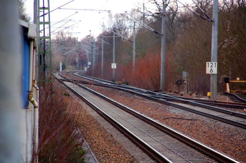 Gleislatscher!!! Gesehen am 08.02.09 in Burgekemnitz.